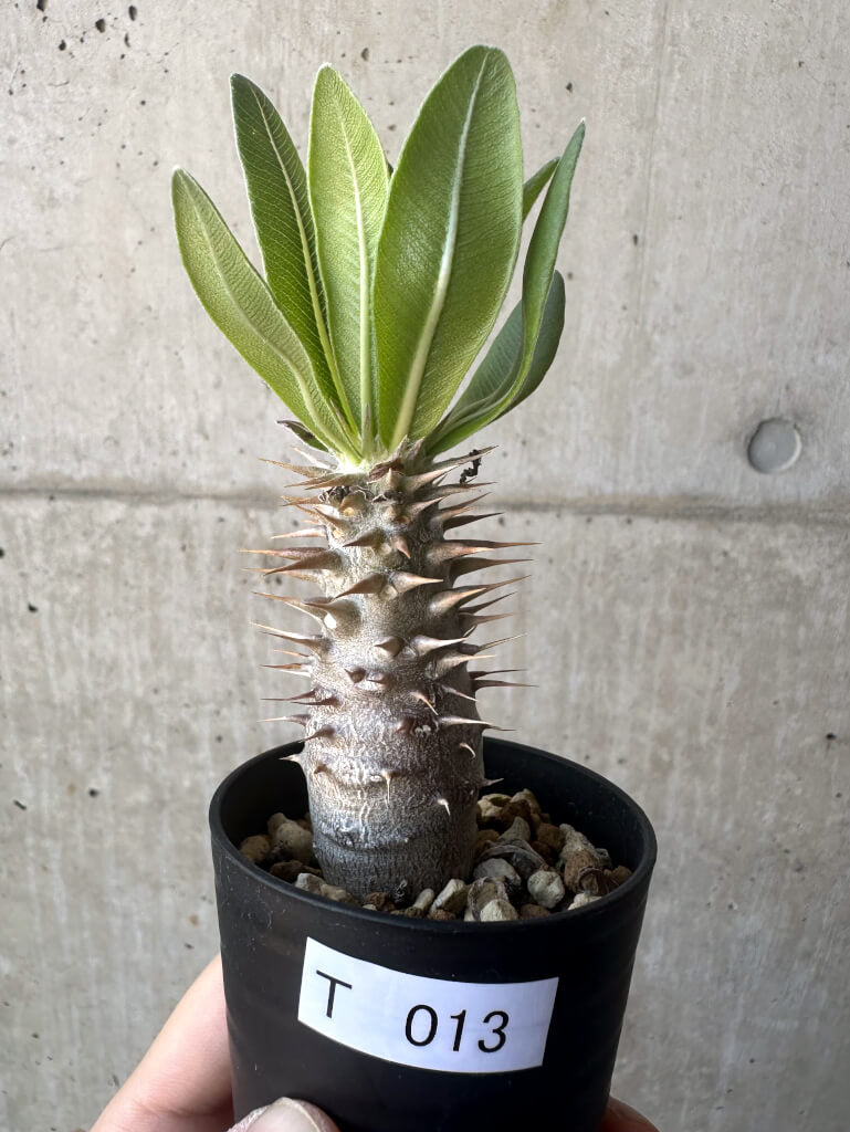 【現品限り】パキポディウム・ロスラーツム 実生【T13】 Pachypodium rosulatum