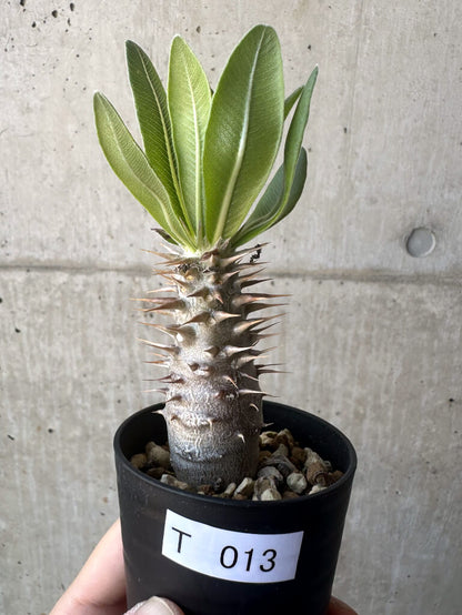 【現品限り】パキポディウム・ロスラーツム 実生【T13】 Pachypodium rosulatum