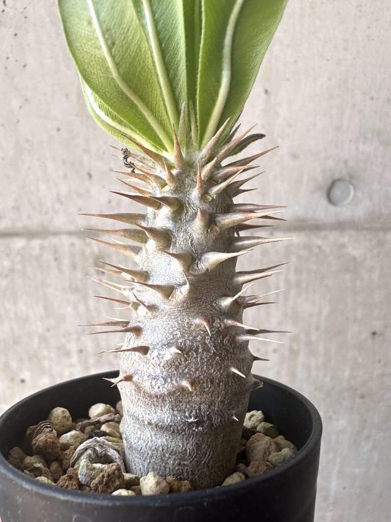 【現品限り】パキポディウム・ロスラーツム 実生【T13】 Pachypodium rosulatum