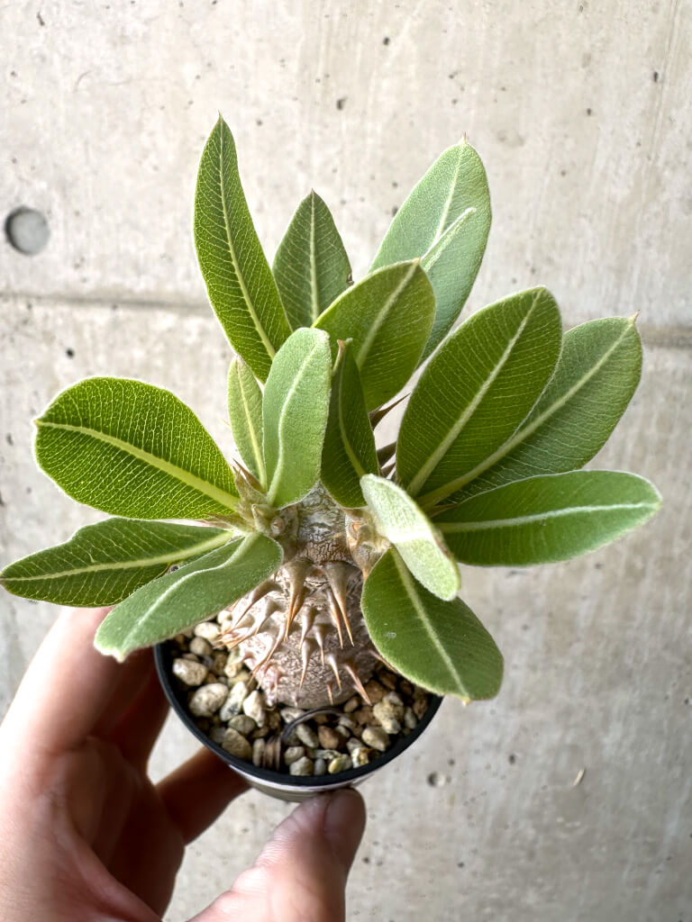 【現品限り】パキポディウム・ロスラーツム 実生【T14】 Pachypodium rosulatum