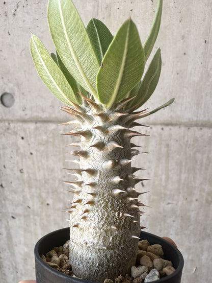 【現品限り】パキポディウム・ロスラーツム 実生【T14】 Pachypodium rosulatum