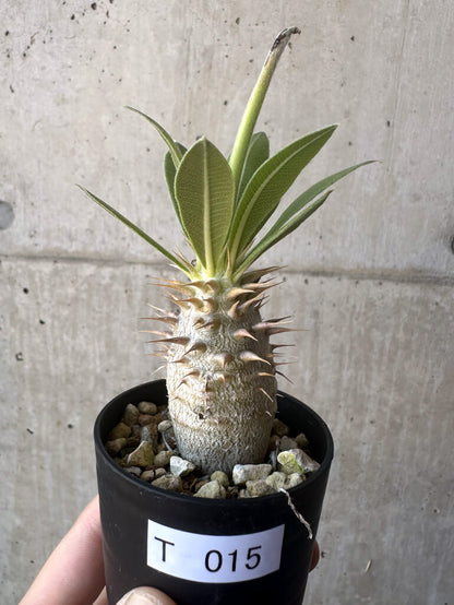 【現品限り】パキポディウム・ロスラーツム 実生【T15】 Pachypodium rosulatum