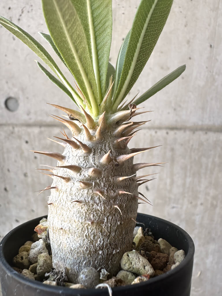 【現品限り】パキポディウム・ロスラーツム 実生【T15】 Pachypodium rosulatum