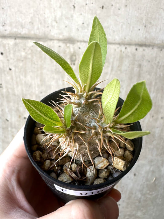 【現品限り】パキポディウム・マカイエンセ【T16】 Pachypodium makayense