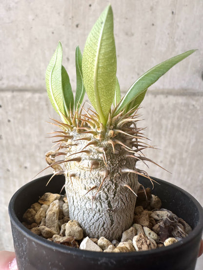 【現品限り】パキポディウム・マカイエンセ【T16】 Pachypodium makayense