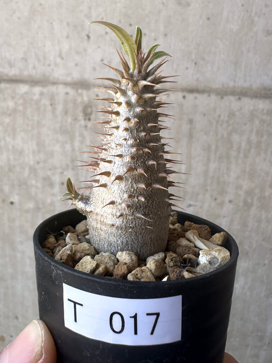【現品限り】パキポディウム・マカイエンセ【T17】 Pachypodium makayense