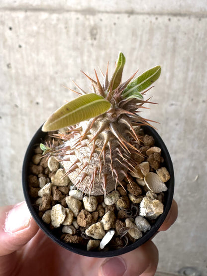 【現品限り】パキポディウム・マカイエンセ【T17】 Pachypodium makayense