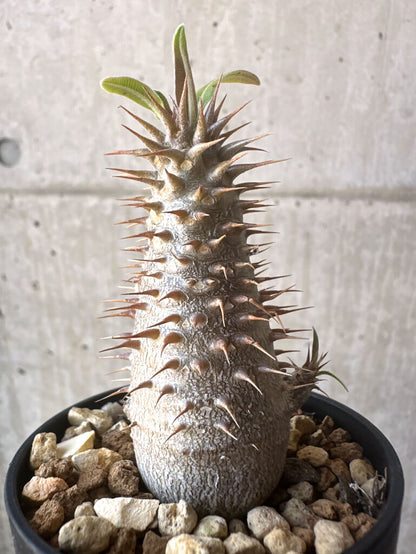 【現品限り】パキポディウム・マカイエンセ【T17】 Pachypodium makayense