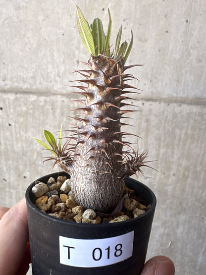 【現品限り】パキポディウム・マカイエンセ【T18】 Pachypodium makayense