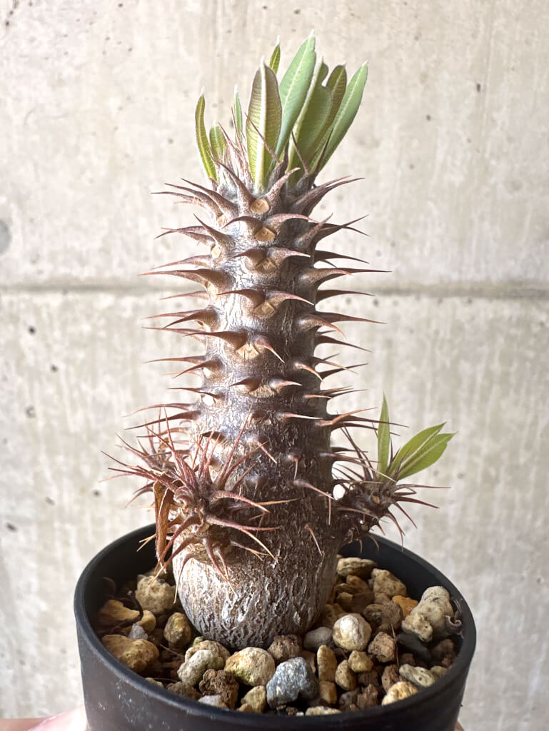 【現品限り】パキポディウム・マカイエンセ【T18】 Pachypodium makayense