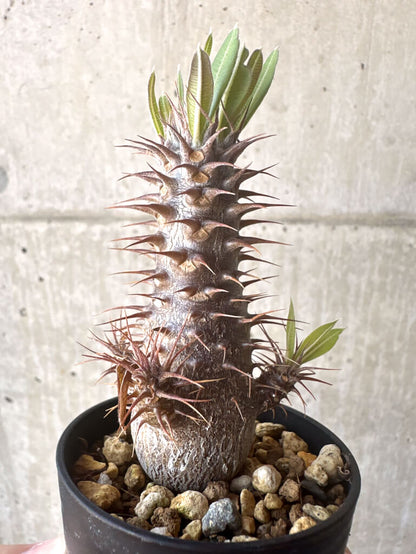 【現品限り】パキポディウム・マカイエンセ【T18】 Pachypodium makayense