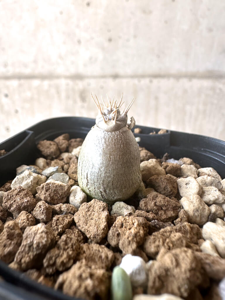 【現品限り】パキポディウム・レアリー【T1】 Pachypodium lealii