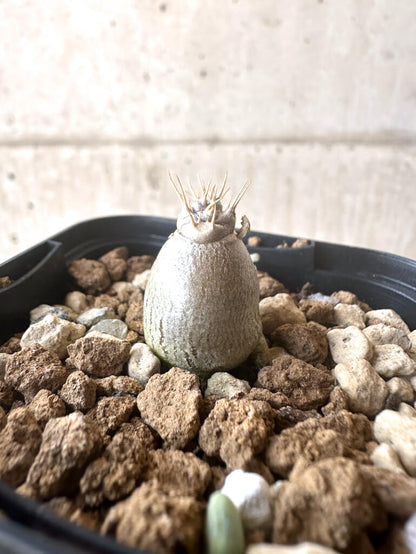 【現品限り】パキポディウム・レアリー【T1】 Pachypodium lealii