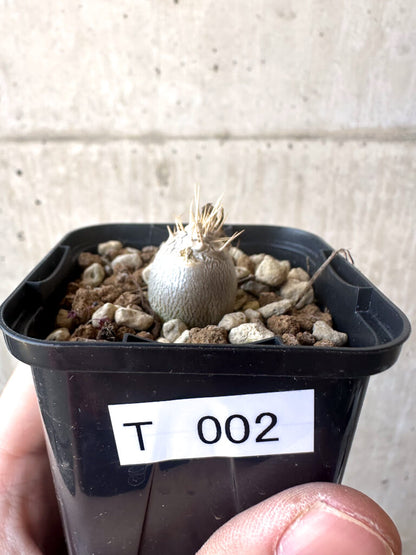 【現品限り】パキポディウム・レアリー【T2】 Pachypodium lealii