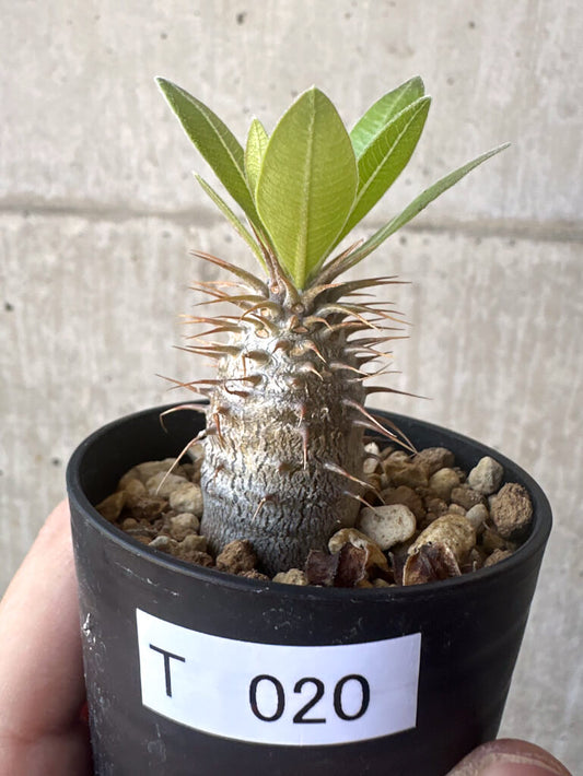 【現品限り】パキポディウム・マカイエンセ【T20】 Pachypodium makayense