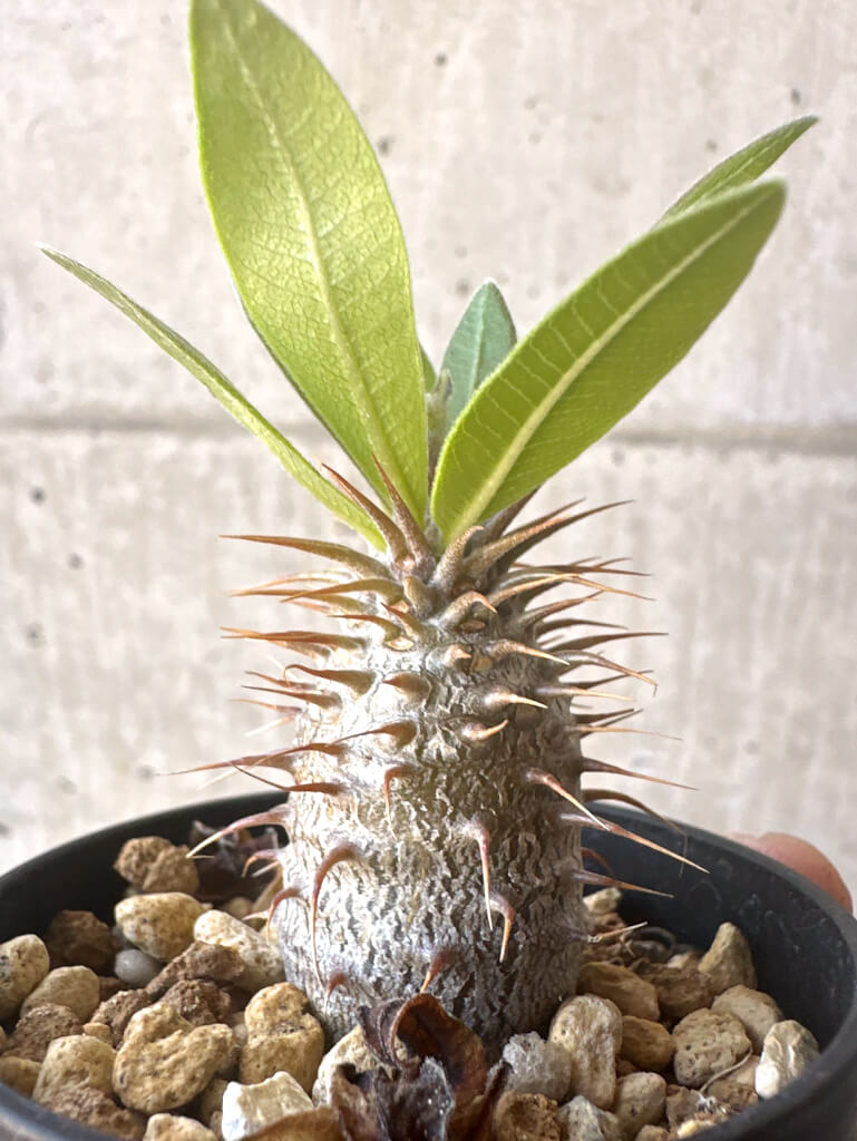 現品限り】パキポディウム・マカイエンセ【T20】 Pachypodium