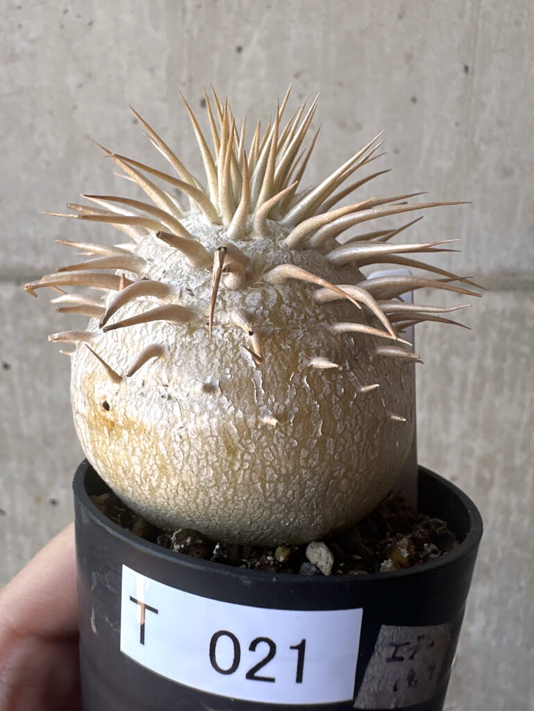 【現品限り】パキポディウム・エブレネウム 2019年9月まき【T21】 Pachypodium eburneum
