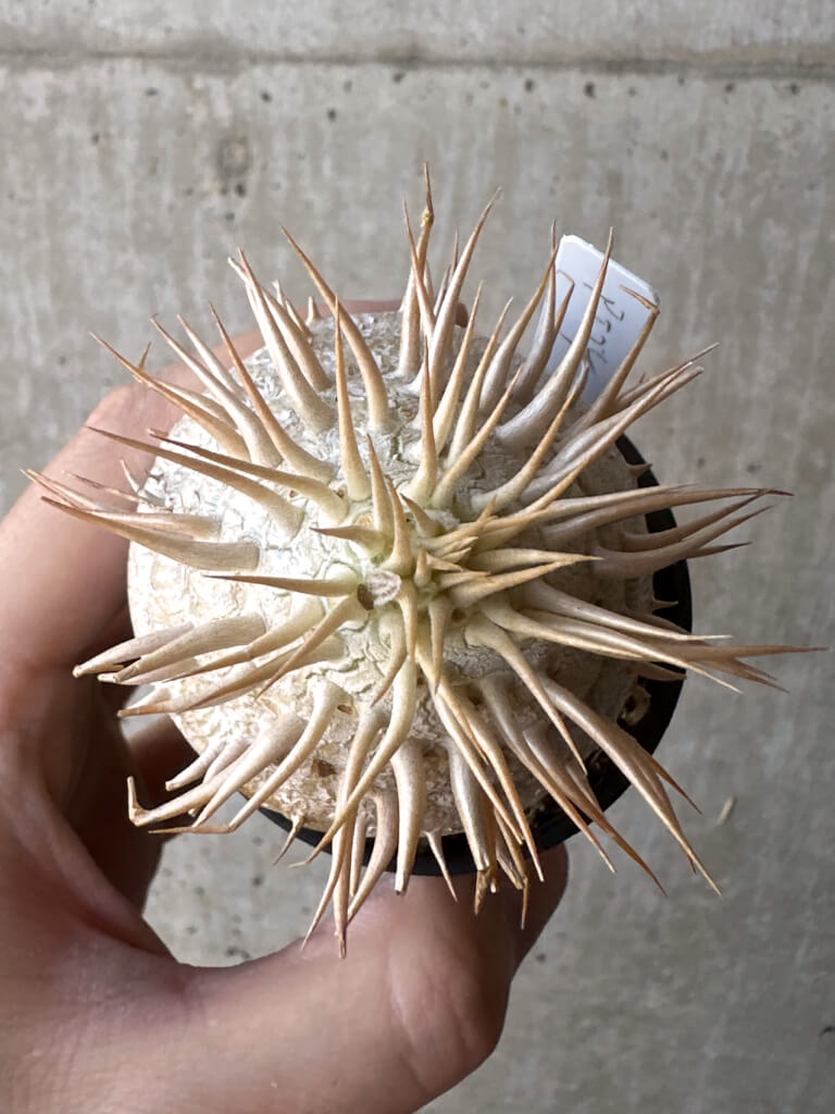 【現品限り】パキポディウム・エブレネウム 2019年9月まき【T21】 Pachypodium eburneum