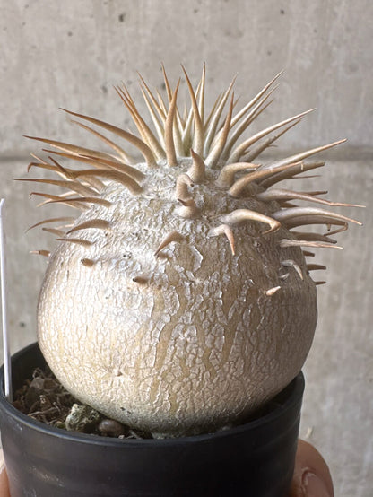 【現品限り】パキポディウム・エブレネウム 2019年9月まき【T21】 Pachypodium eburneum