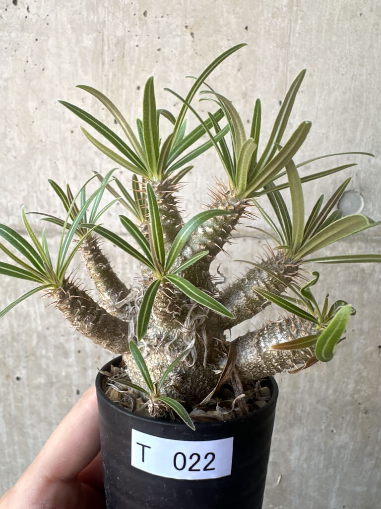 【現品限り】パキポディウム・グラキリス【T22】 Pachypodium gracilius