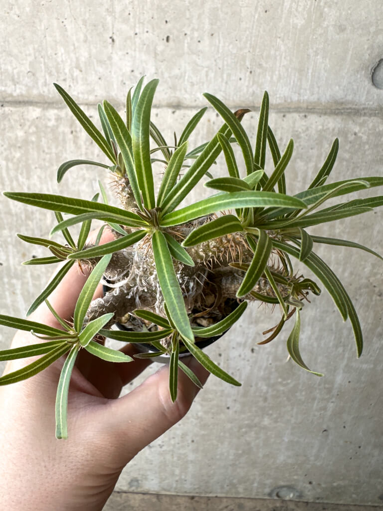 【現品限り】パキポディウム・グラキリス【T22】 Pachypodium gracilius