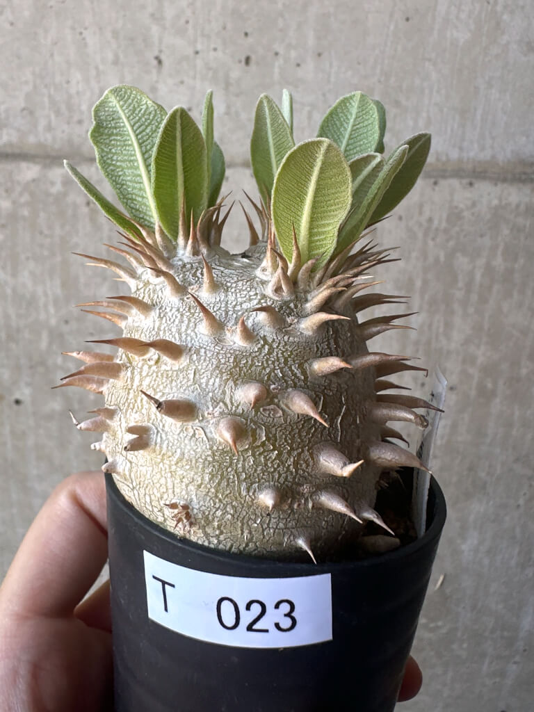 【現品限り】パキポディウム・デンシフローラム【T23】 Pachypodium densiflorum
