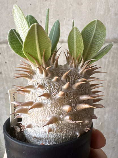 【現品限り】パキポディウム・デンシフローラム【T23】 Pachypodium densiflorum