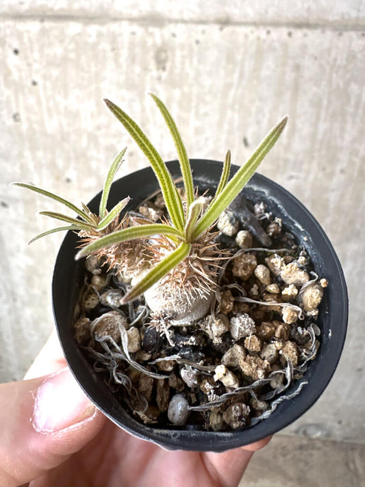 【現品限り】パキポディウム・グラキリス【T24】 Pachypodium gracilius