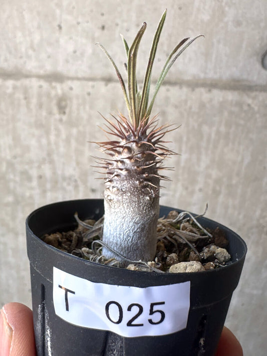 【現品限り】パキポディウム・グラキリス【T25】 Pachypodium gracilius