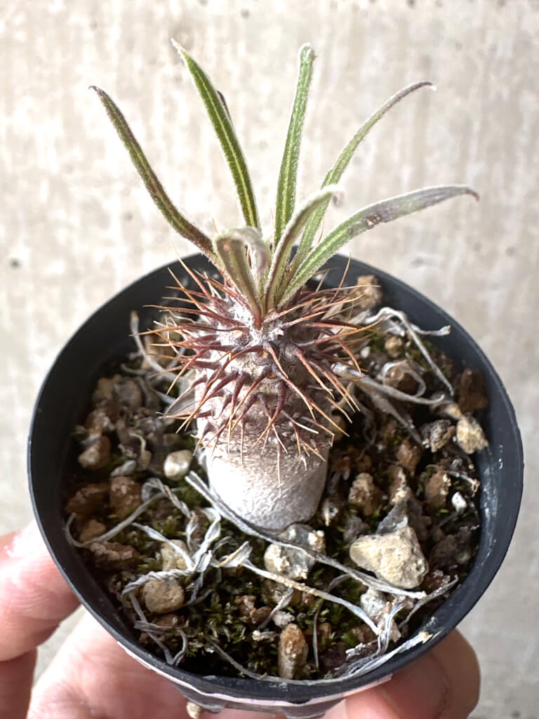 【現品限り】パキポディウム・グラキリス【T25】 Pachypodium gracilius