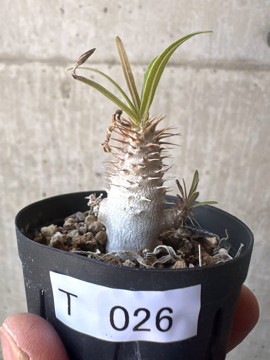【現品限り】パキポディウム・グラキリス【T26】 Pachypodium gracilius