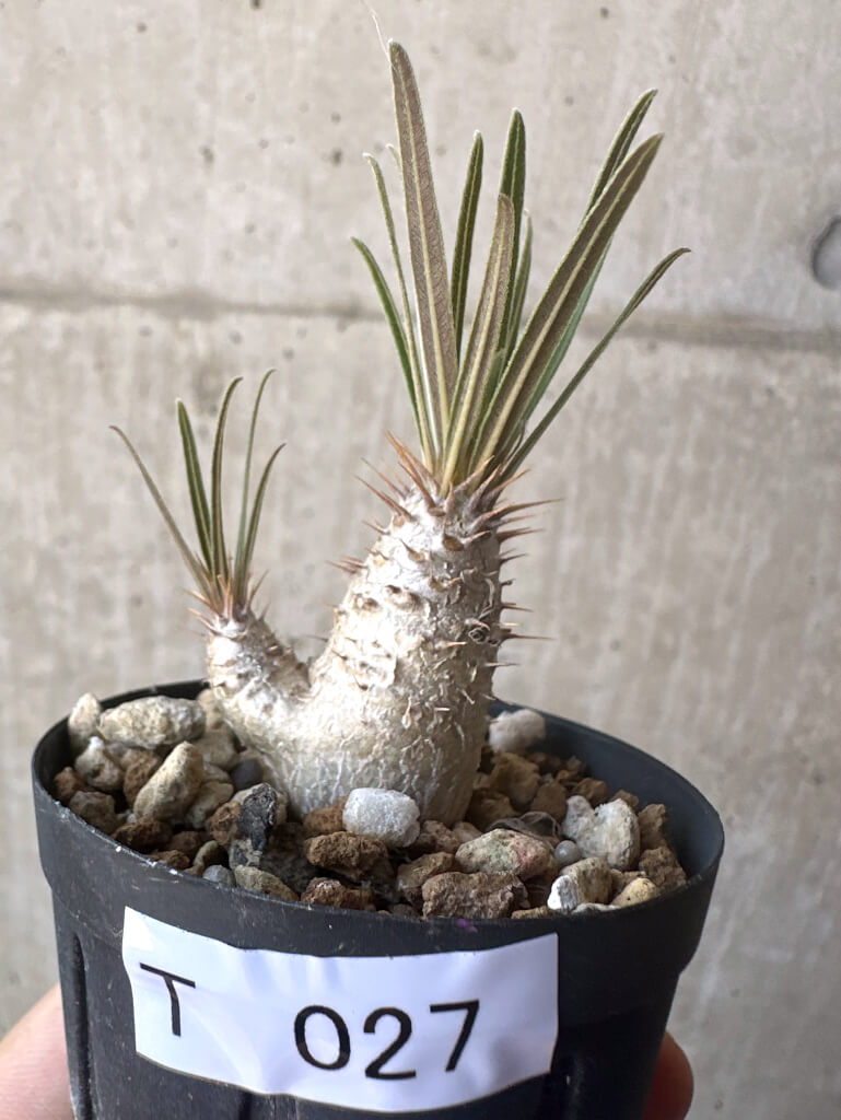 【現品限り】パキポディウム・グラキリス【T27】 Pachypodium gracilius