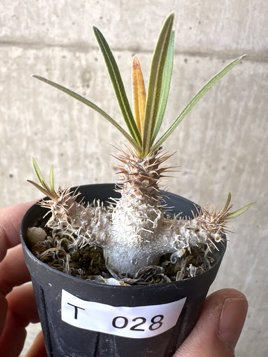 【現品限り】パキポディウム・グラキリス【T28】 Pachypodium gracilius