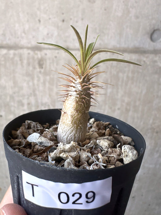 【現品限り】パキポディウム・グラキリス【T29】 Pachypodium gracilius