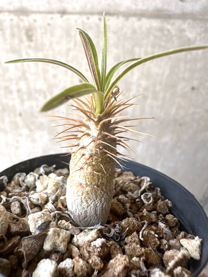 【現品限り】パキポディウム・グラキリス【T29】 Pachypodium gracilius