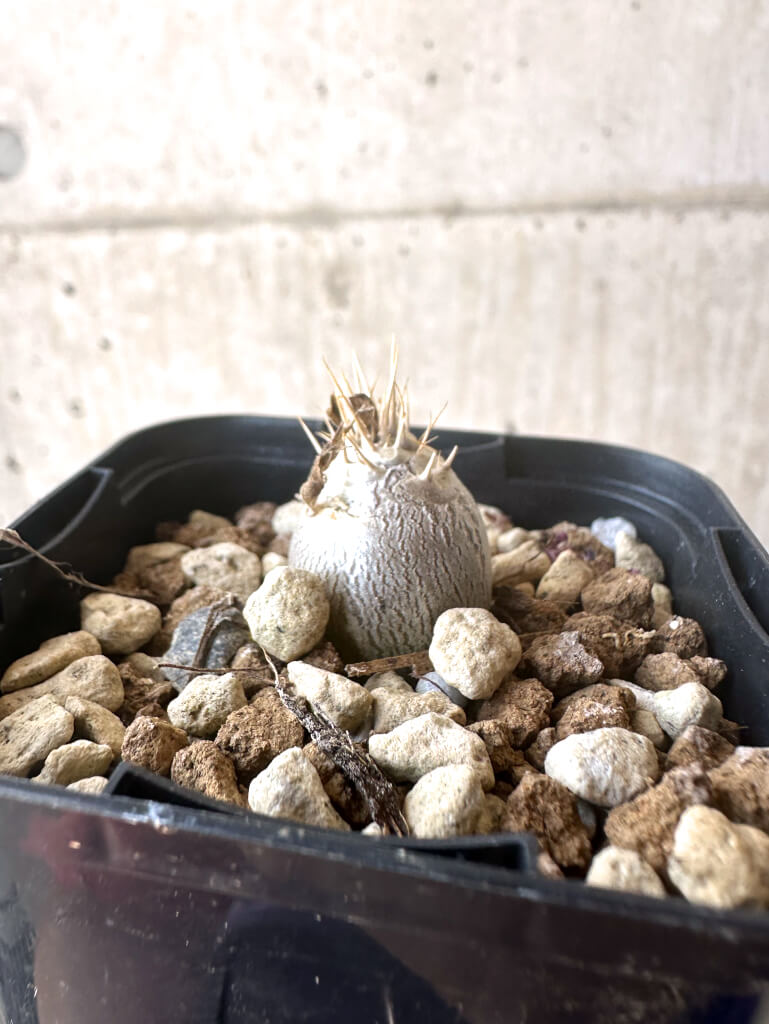 【現品限り】パキポディウム・レアリー【T2】 Pachypodium lealii