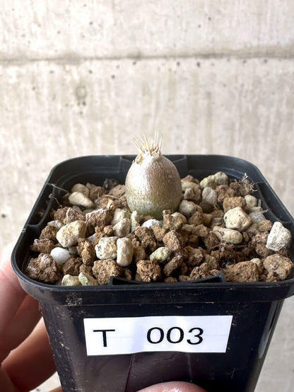 【現品限り】パキポディウム・レアリー【T3】 Pachypodium lealii