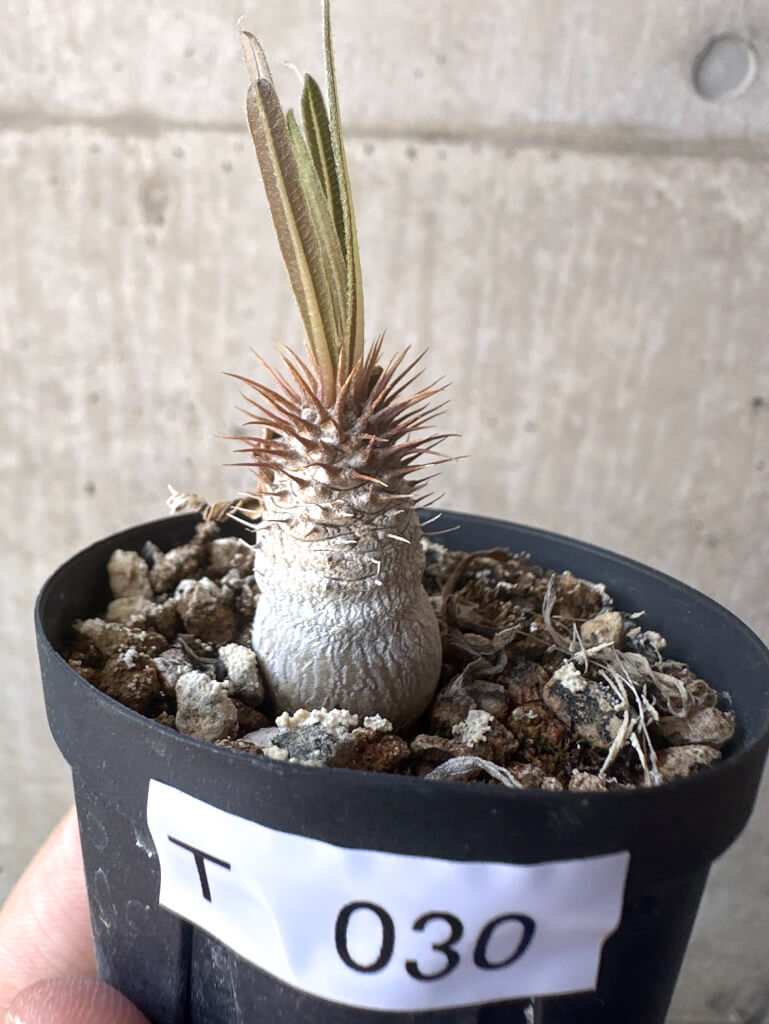 【現品限り】パキポディウム・グラキリス【T30】 Pachypodium gracilius