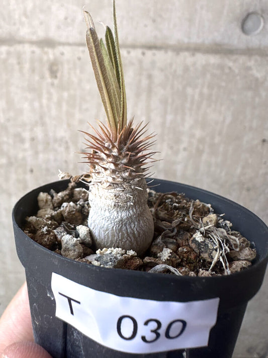 【現品限り】パキポディウム・グラキリス【T30】 Pachypodium gracilius