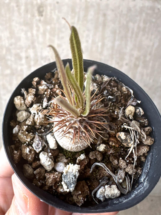 【現品限り】パキポディウム・グラキリス【T30】 Pachypodium gracilius