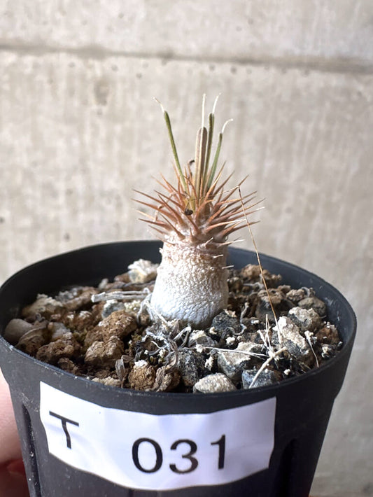 【現品限り】パキポディウム・グラキリス【T31】 Pachypodium gracilius