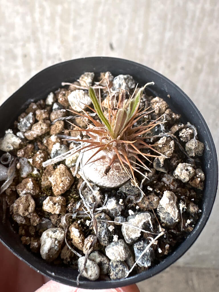 【現品限り】パキポディウム・グラキリス【T31】 Pachypodium gracilius