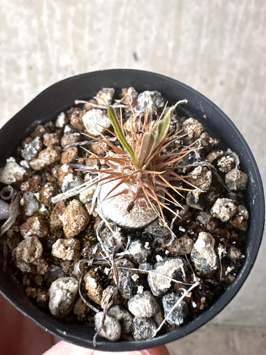 【現品限り】パキポディウム・グラキリス【T31】 Pachypodium gracilius