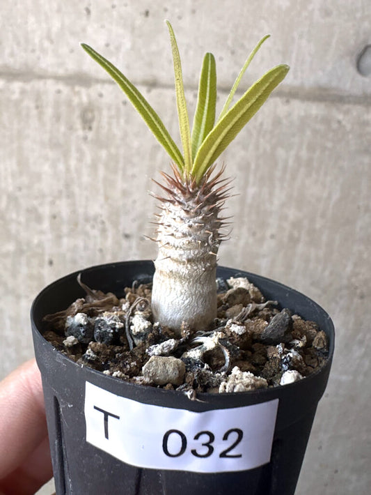 【現品限り】パキポディウム・グラキリス【T32】 Pachypodium gracilius