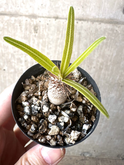 【現品限り】パキポディウム・グラキリス【T32】 Pachypodium gracilius