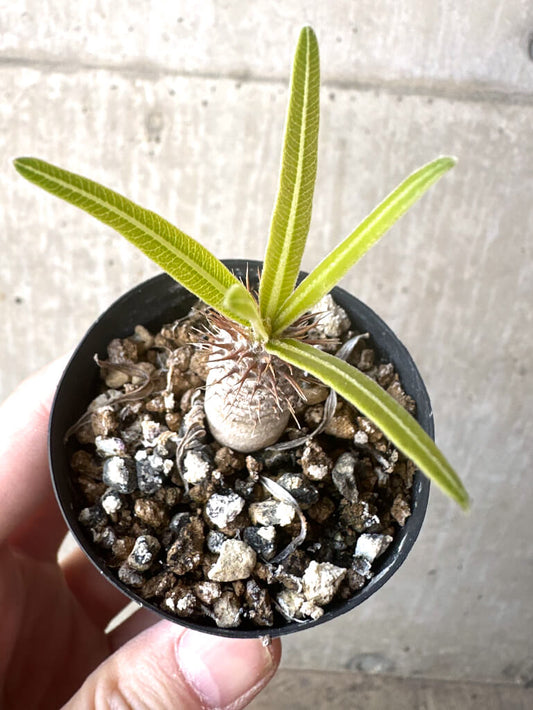 【現品限り】パキポディウム・グラキリス【T32】 Pachypodium gracilius