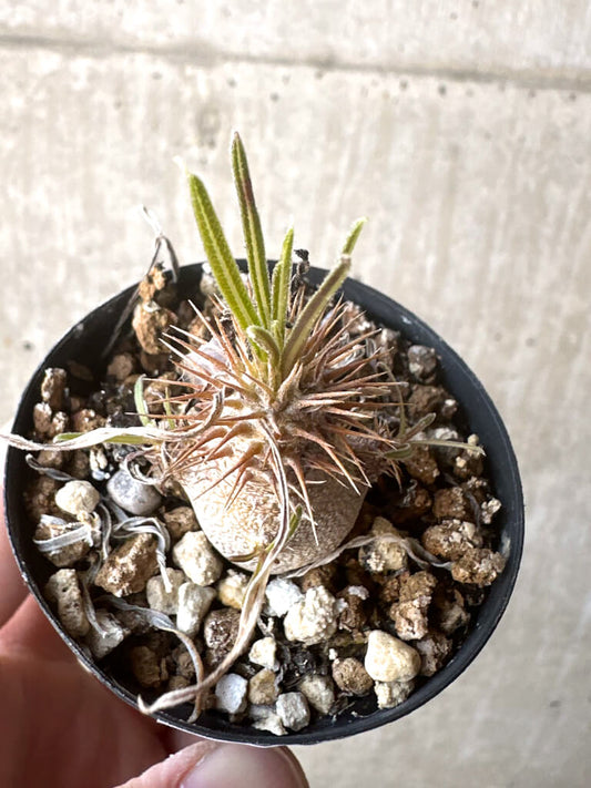 【現品限り】パキポディウム・グラキリス【T33】 Pachypodium gracilius