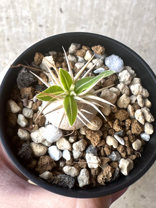 【現品限り】パキポディウム・エニグマチカム【T34】 Pachypodium enigmaticum