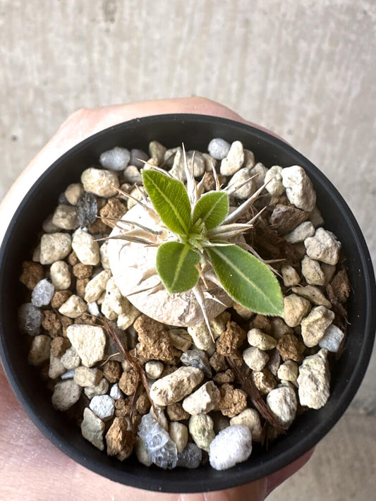 【現品限り】パキポディウム・エニグマチカム【T35】 Pachypodium enigmaticum
