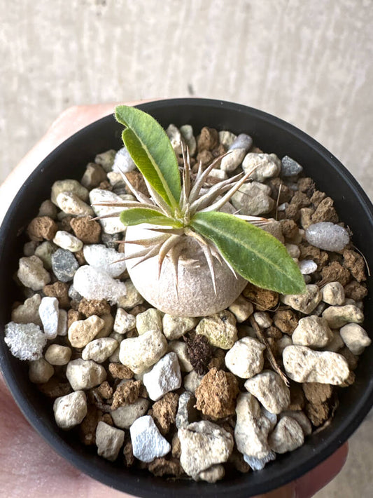 【現品限り】パキポディウム・エニグマチカム【T36】 Pachypodium enigmaticum